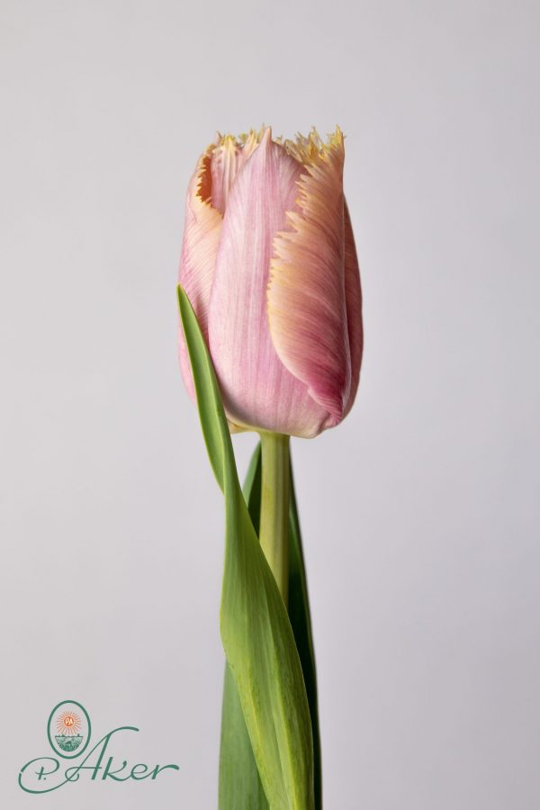 Single Pink/Yellow tulip