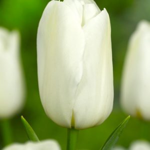 Close-up of single white tulip