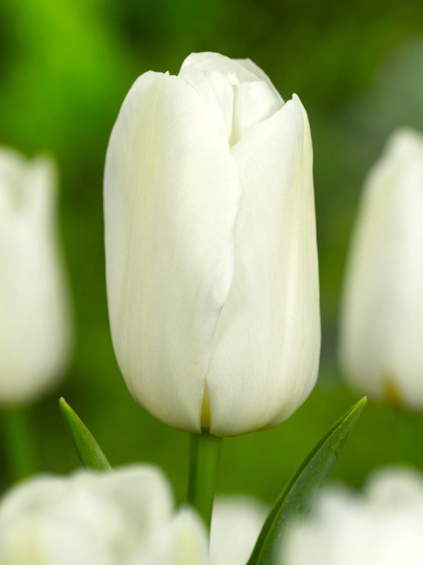Close-up of single white tulip