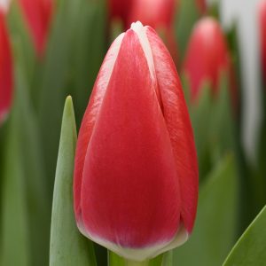 Single red/white tulip