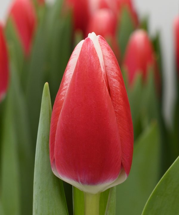 Single red/white tulip