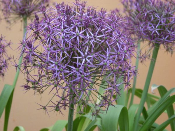 Single purple allium flower Christophii