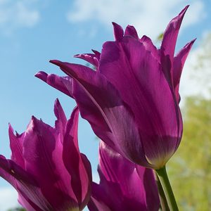 Purple tulip and blue sky
