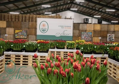 TULIP TRADE EVENT 2022