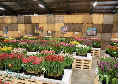 TULIP TRADE EVENT 2022