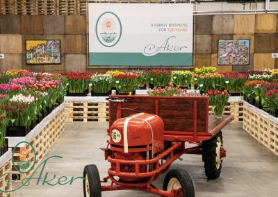 We look back on a successful edition of the Tulip Trade Event. After two years of delay, it was finally possible to receive foreign guests again this year. Unfortunately, there were still countries from which it was not possible to travel to the Netherlands. We were able to show the show via video calling to interested parties from those countries.