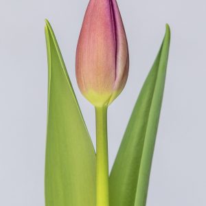 Single tulip Amedea