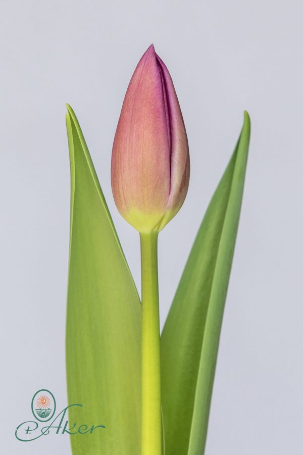 Single tulip Amedea