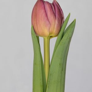 Single pink tulip Beachberry