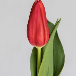 Single red tulip Billie
