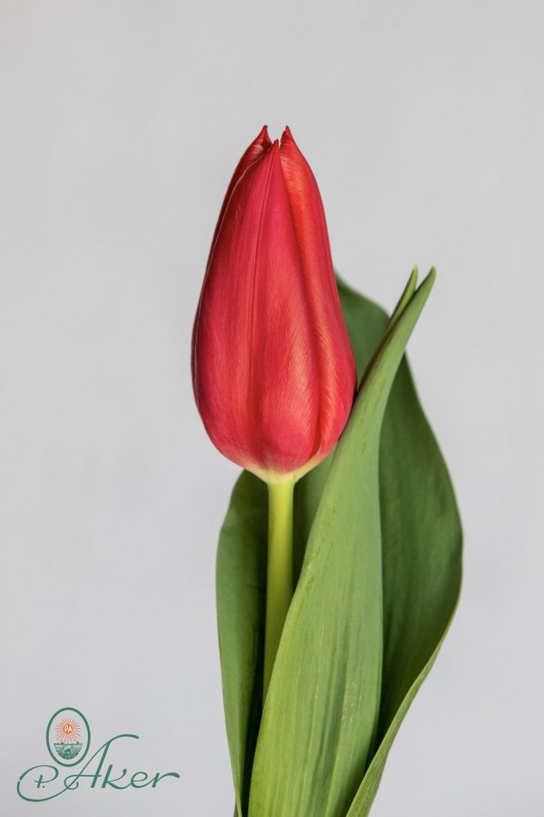 Single red tulip Billie