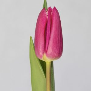 Single purple tulip Canberra