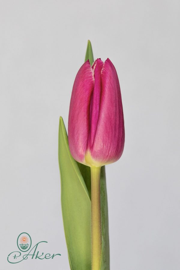 Single purple tulip Canberra