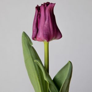 Single purple tulip