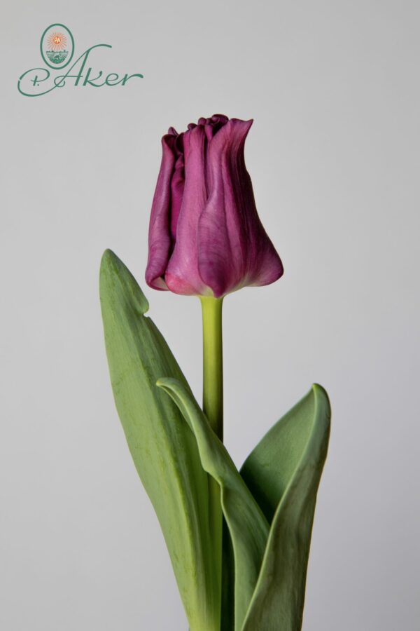 Single purple crown tulip Crown of Negrita