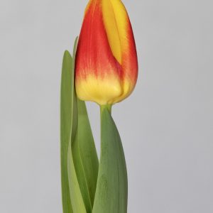 Single red/Yellow tulip