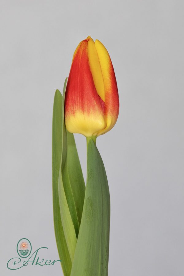 Single red/Yellow tulip