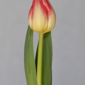 Single Pink/White tulip Farmezzo
