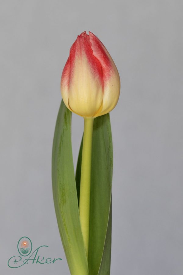 Single Pink/White tulip Farmezzo