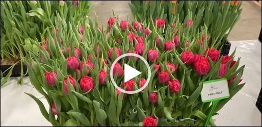 Pink Tulips First Price