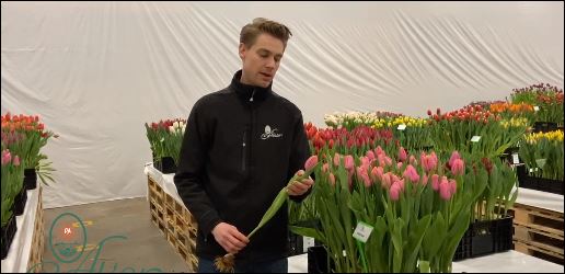 Product video about tulip Heartbeat