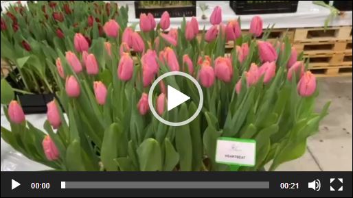 Pink tulip Heartbeat