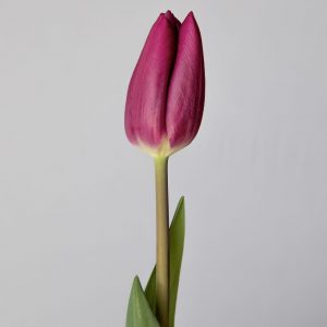 Single purple tulip High Five