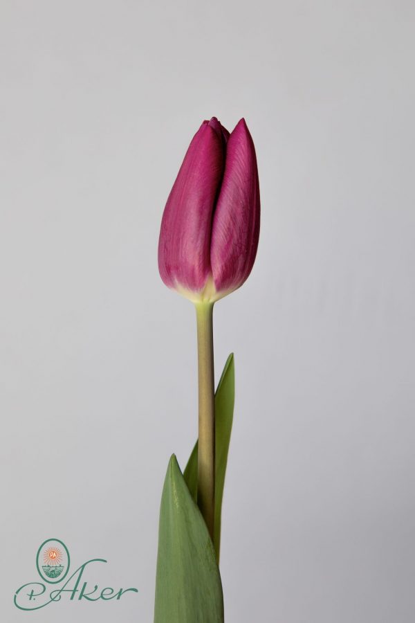 Single purple tulip High Five