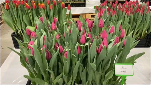 Pink tulip Kinga in crate