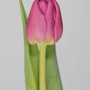 Single pink tulip with green leave Kosada