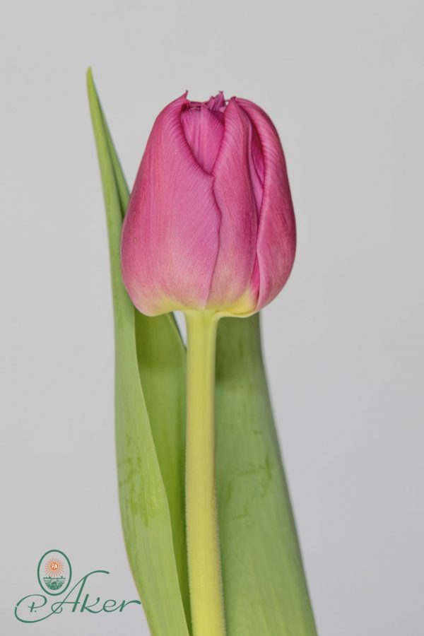 Single pink tulip with green leave Kosada