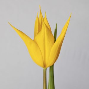 Single yellow lily like tulip