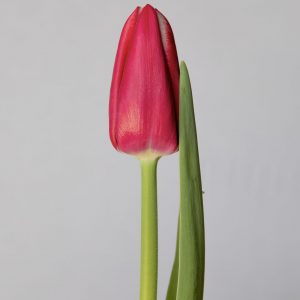 Single red tulip Lornah