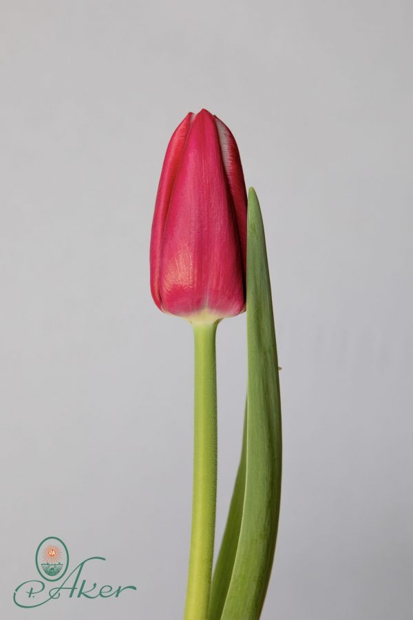 Single red tulip Lornah