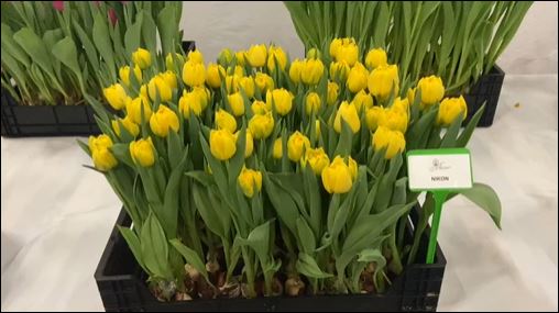 Crate with yellow tulips named Nikon