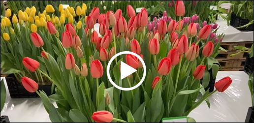 Crate with red tulips Parade