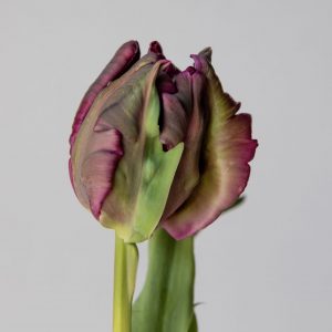 Single parrot tulip Parrot Negrita