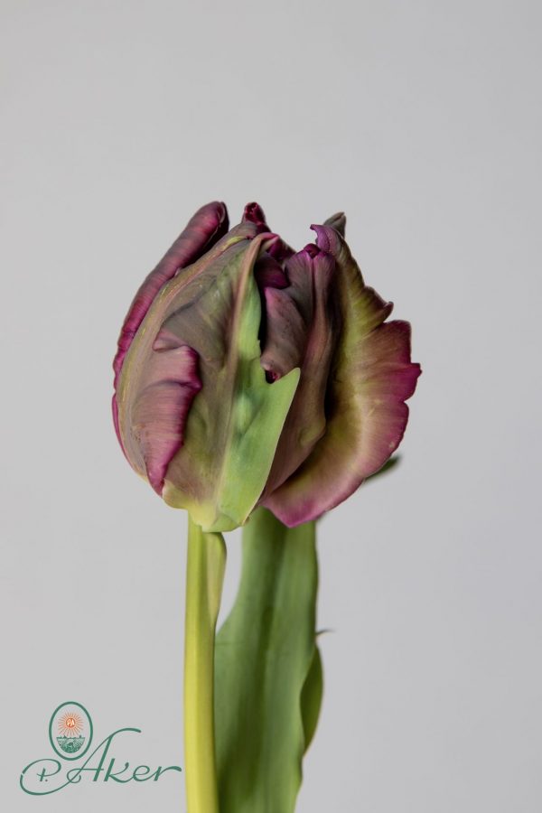 Single parrot tulip Parrot Negrita