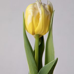 Single Yellow/White tulip Password