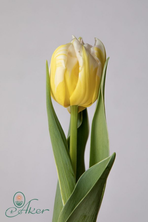 Single Yellow/White tulip Password