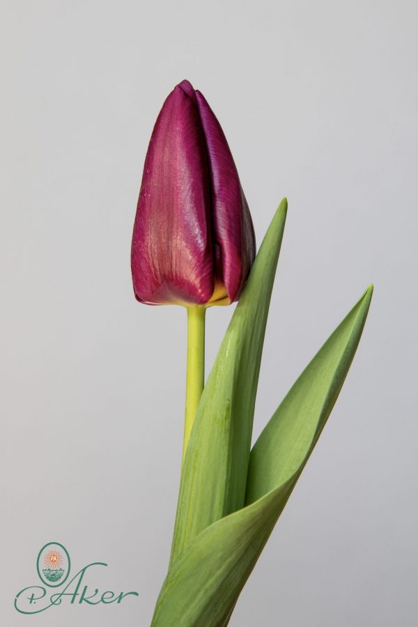 Single Purple tulip Purple Valley
