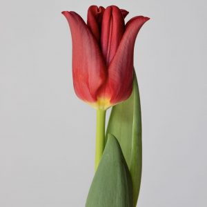 Single Coronet red tulip Red Dress