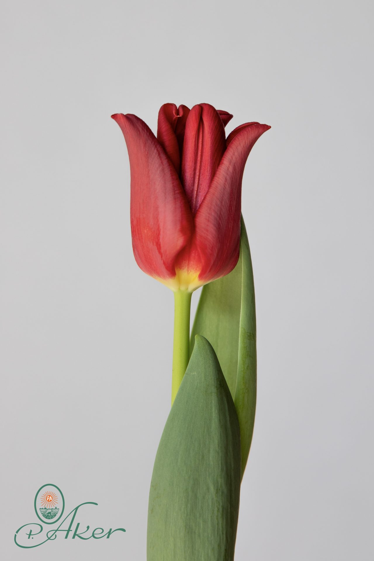 Tulip red dress hotsell
