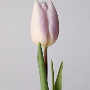 Single lilac tulip Silver Cloud