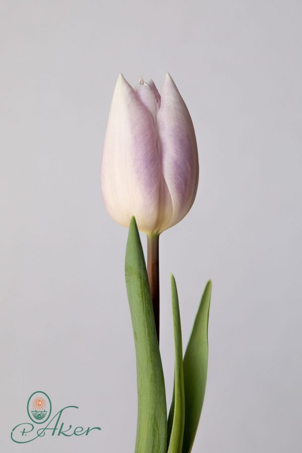 Single lilac tulip Silver Cloud