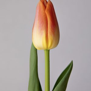 Single Yellow/Orange tulip Sunrise Dynasty