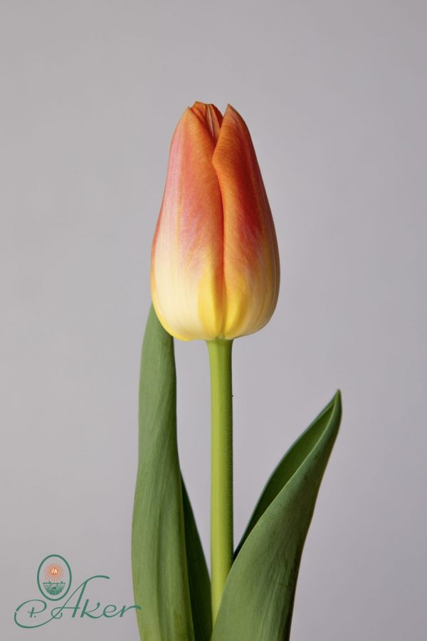 Single Yellow/Orange tulip Sunrise Dynasty