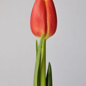 Single red tulip Trailblazer