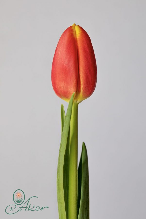 Single red tulip Trailblazer