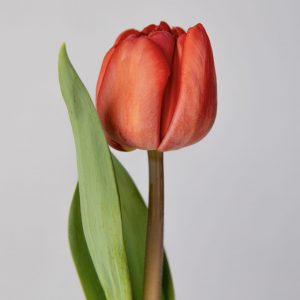 Single red tulip Venetie